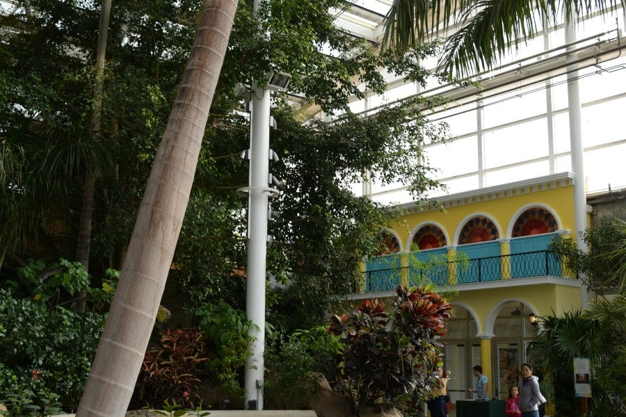 Phipps Tropical Forest Cuba Walls