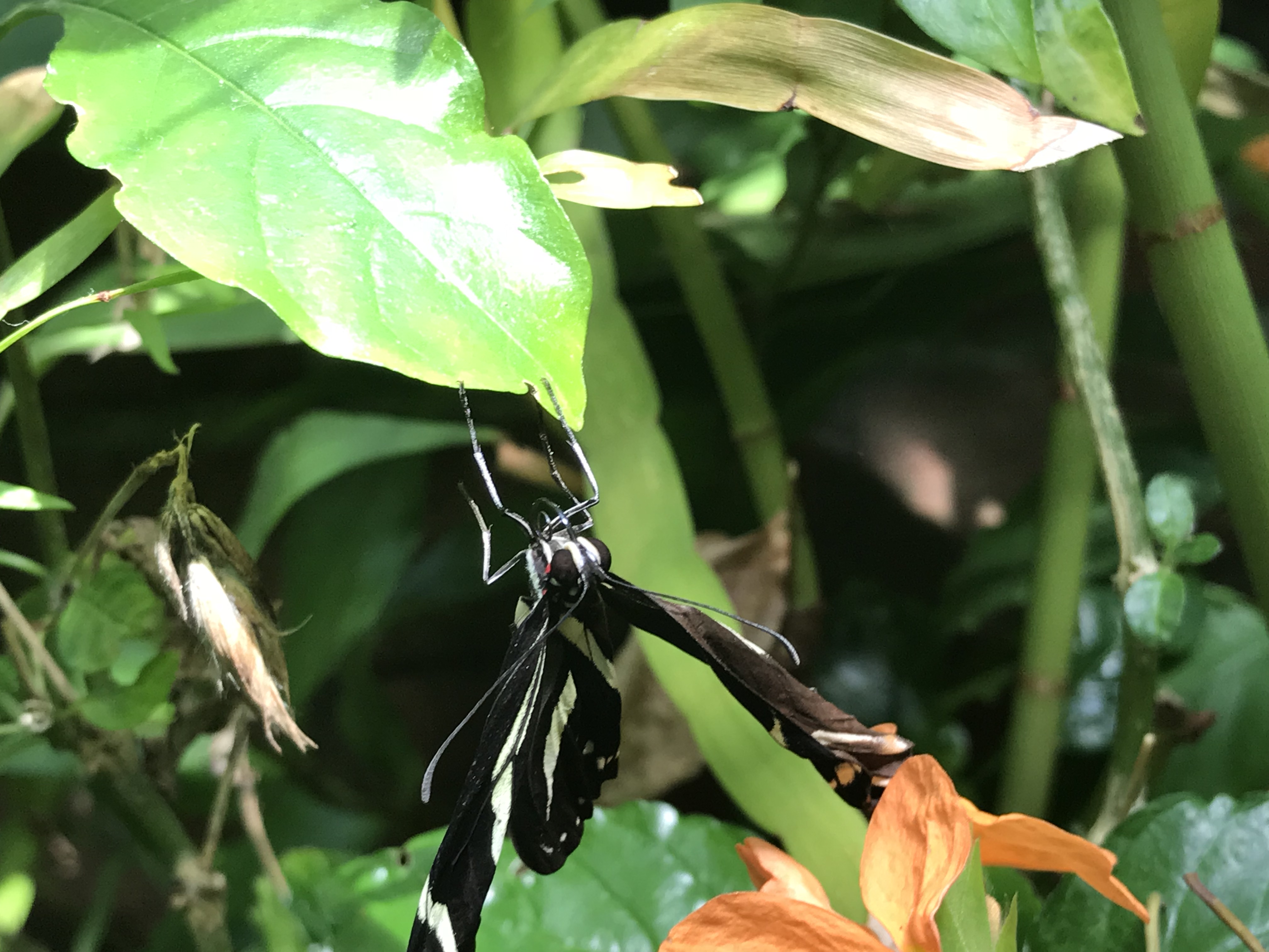 A pretty butterfly at Phipps Conservatory. 