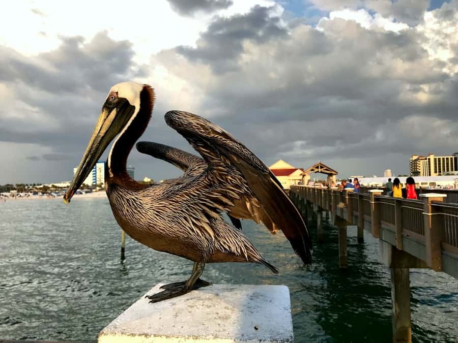 A cute pelican on Pier 60 in Clearwater Beach