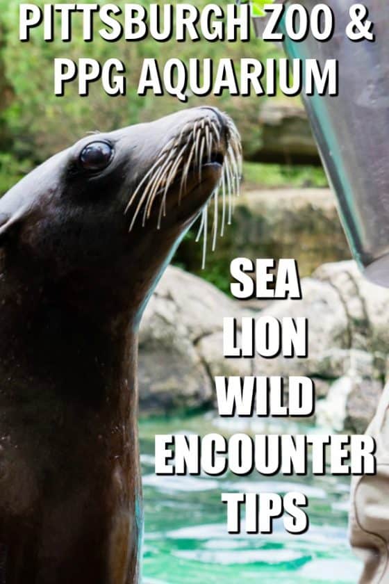 REady to book at Pittsburgh ZooSea Lion Wild Encounter? Here are important tips to make the most of your experience! #ZooForAll #PittsburghZoo #SeaLions #AnimalEncounter #LovePGH #Pittsburgh #ZooAnimals #VIPAnimalEncounters