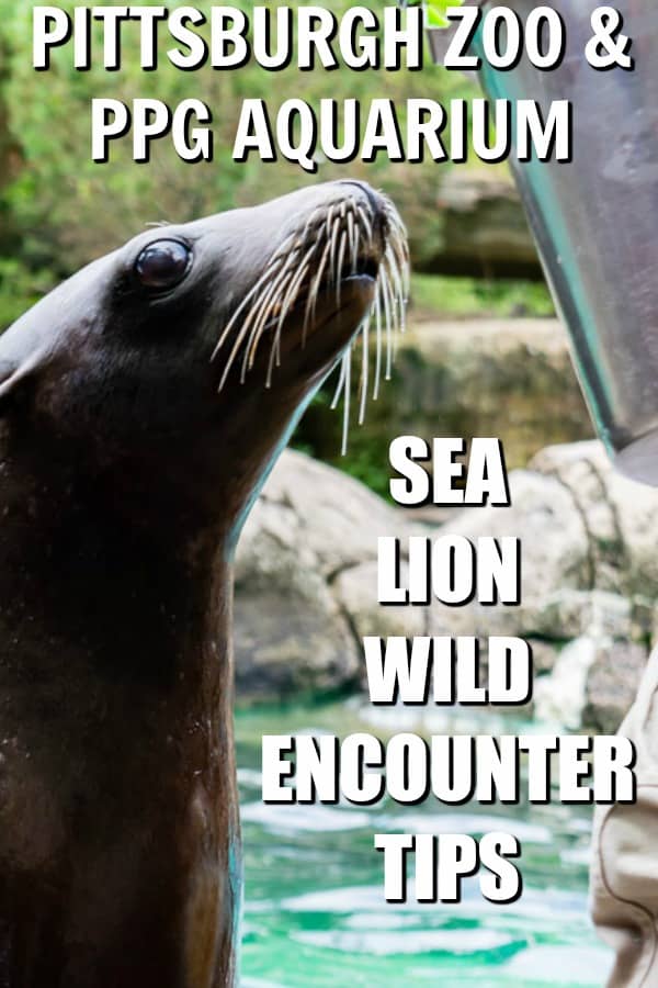 REady to book at Pittsburgh ZooSea Lion Wild Encounter? Here are important tips to make the most of your experience! #ZooForAll #PittsburghZoo #SeaLions #AnimalEncounter #LovePGH #Pittsburgh #ZooAnimals #VIPAnimalEncounters