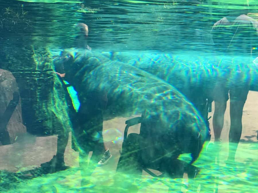 Fiona the Hippo at Cincinnati Zoo. 