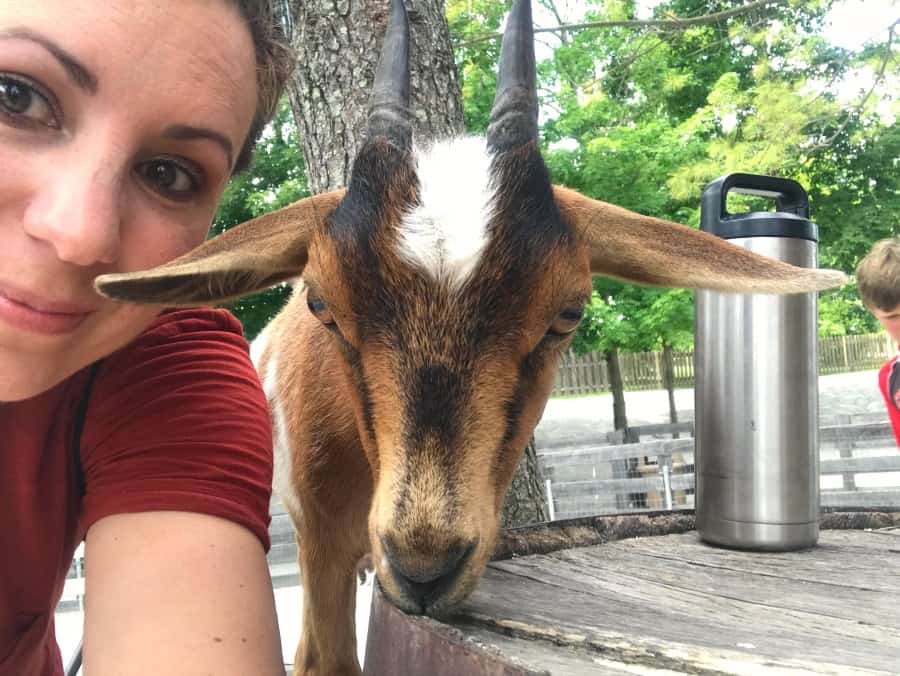 Because goats need attention, too. Having fun at Barnyard Friends in Kings Island. 