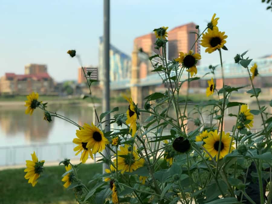 A walk through Smale Riverfront Park is an affordable date night option in Cincinnati. 
