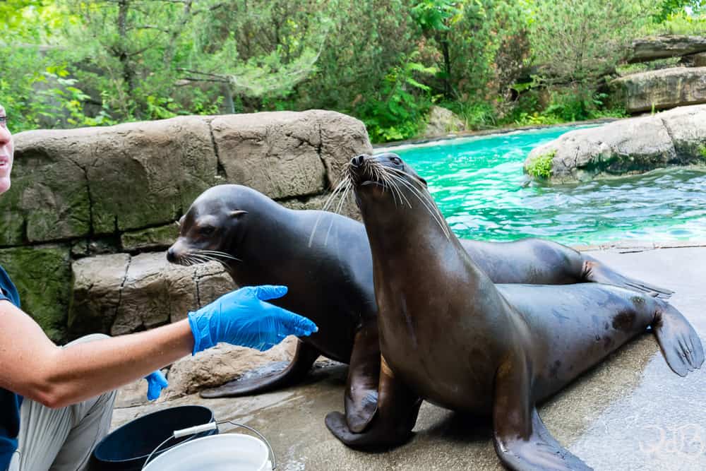 Pittsburgh Zoo Sea Lion Wild Encounter - beach fun.