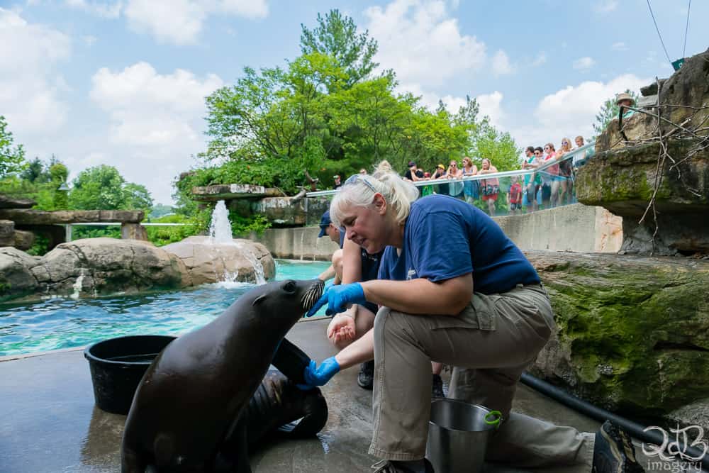 Trainers take such care during sessions during a Pittsburgh Zoo Sea Lion Wild Encounter.