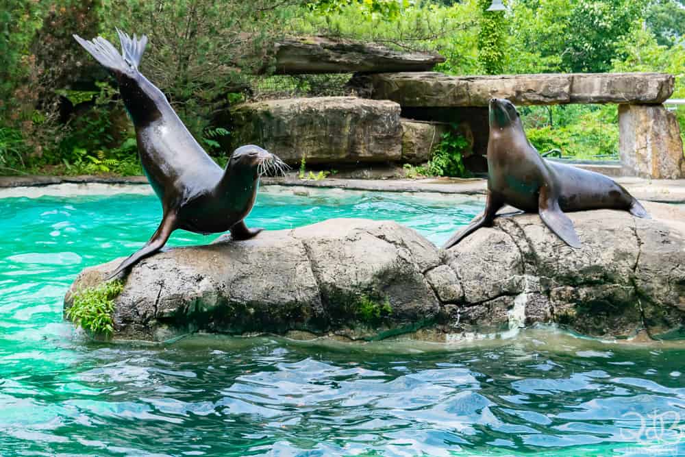 Trainers take such care during sessions during a Pittsburgh Zoo Sea Lion Wild Encounter - sea lion balance