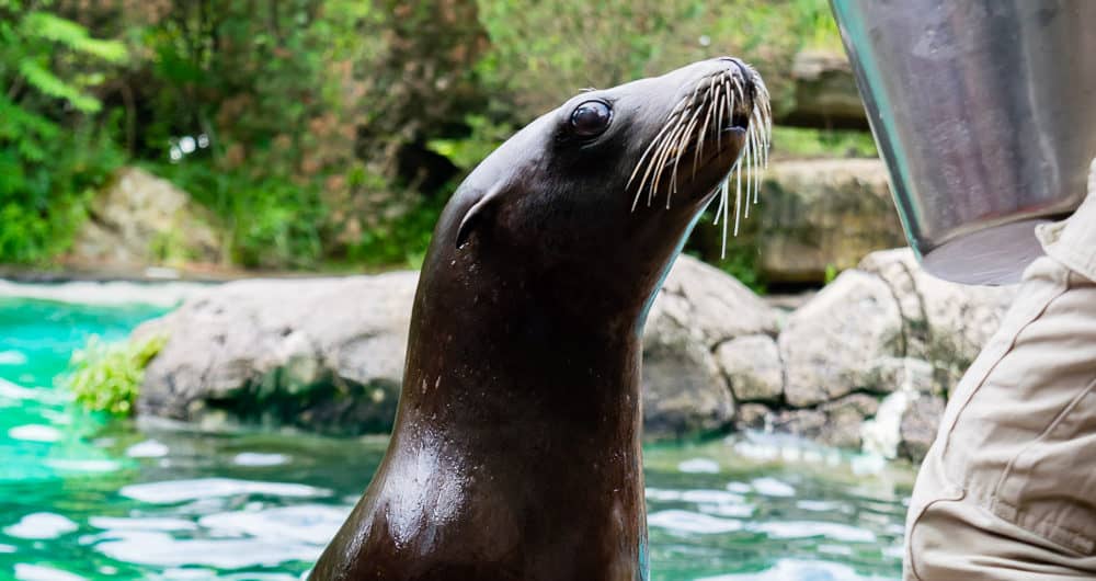 What a sweet face! We had a great time on our Pittsburgh Zoo Sea Lion Wild Encounter.