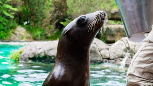 What a sweet face! We had a great time on our Pittsburgh Zoo Sea Lion Wild Encounter.