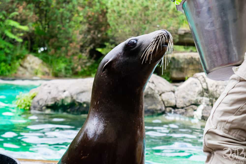 What a sweet face! We had a great time on our Pittsburgh Zoo Sea Lion Wild Encounter.