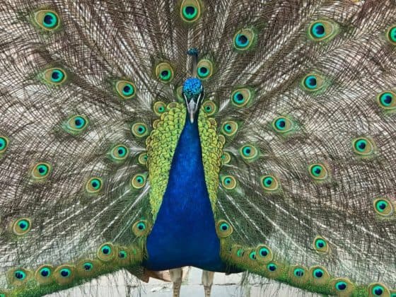 The peacocks were out in full beauty during our summer visit to Fort Wayne Children's Zoo. 