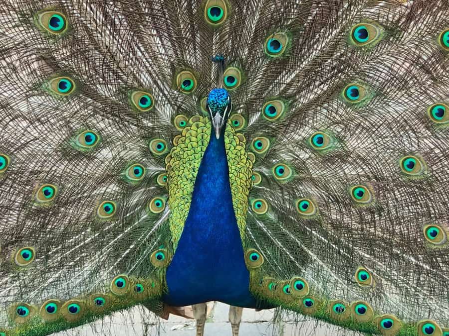 The peacocks were out in full beauty during our summer visit to Fort Wayne Children's Zoo. 