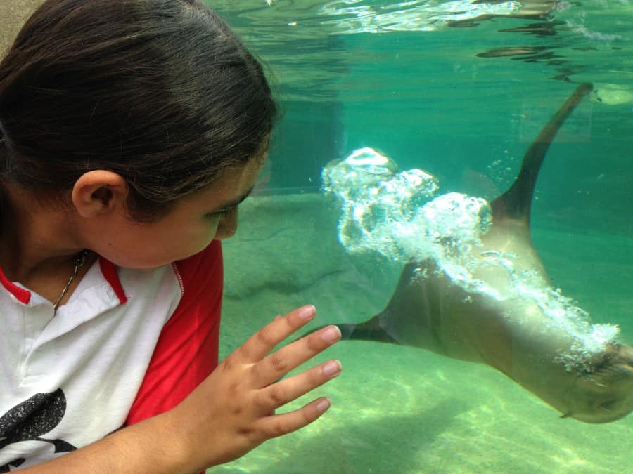 The sea lions are always a fun pit stop at Fort Wayne Children's Zoo!