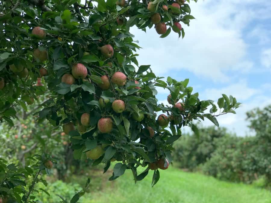 Out in the orchard to check out the apples at Boyer Orchards. 