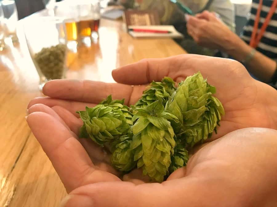 Beautiful hops at Thirsty Farmer Brew Works on the Adams County Pour Tour. 