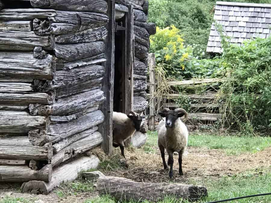  A real working farm (sheep included!) at Genesee Country Village & Museum. 