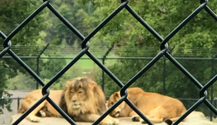 On-property lions at Nemacolin. Photo Credit: Karyn Locke