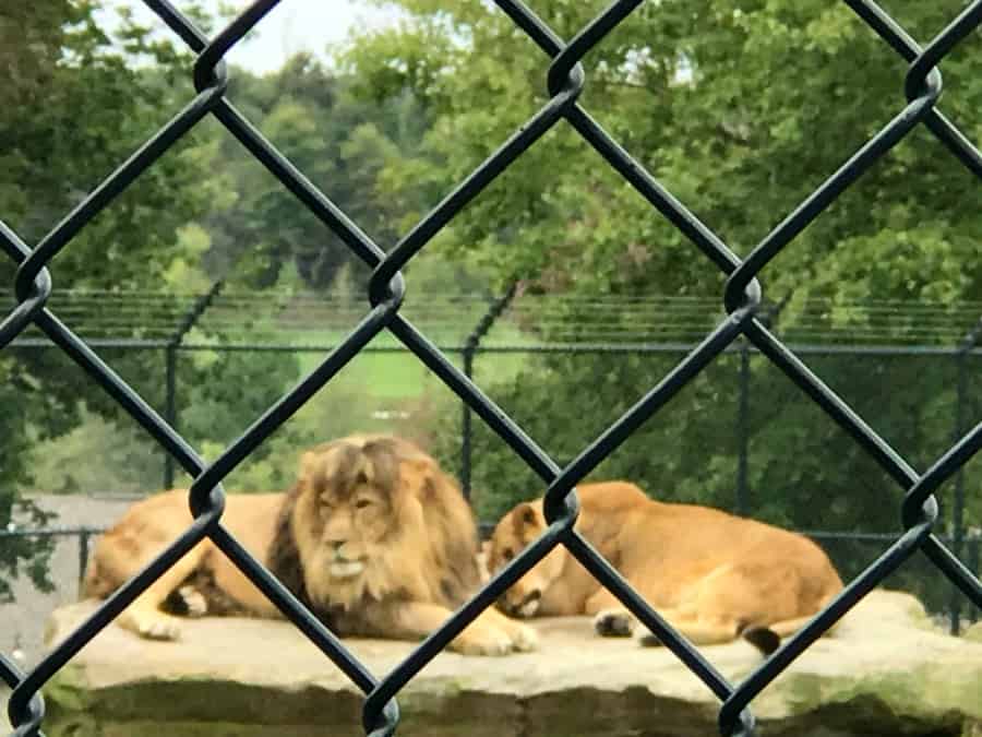 On-property lions at Nemacolin. Photo Credit: Karyn Locke
