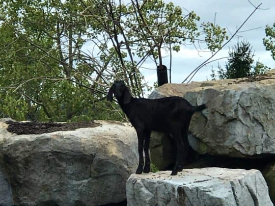 Aww! What a cutie! Checking out the goats at Nemacolin's Wildlife Academy. Photo Credit: Karyn Locke