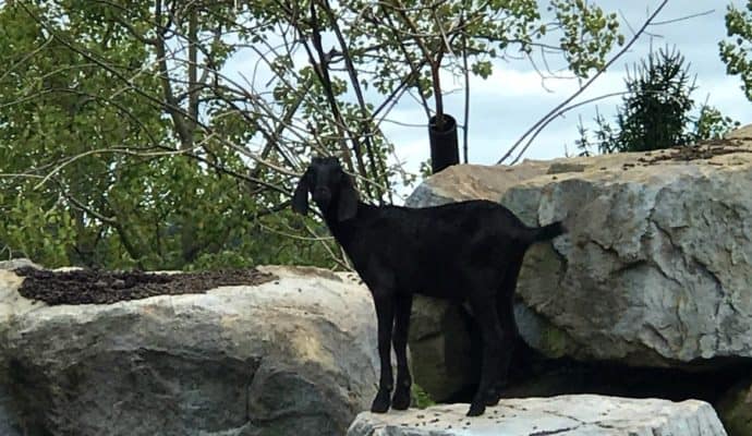 Aww! What a cutie! Checking out the goats at Nemacolin's Wildlife Academy. Photo Credit: Karyn Locke