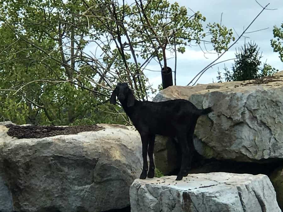 Aww! What a cutie! Checking out the goats at Nemacolin's Wildlife Academy. Photo Credit: Karyn Locke