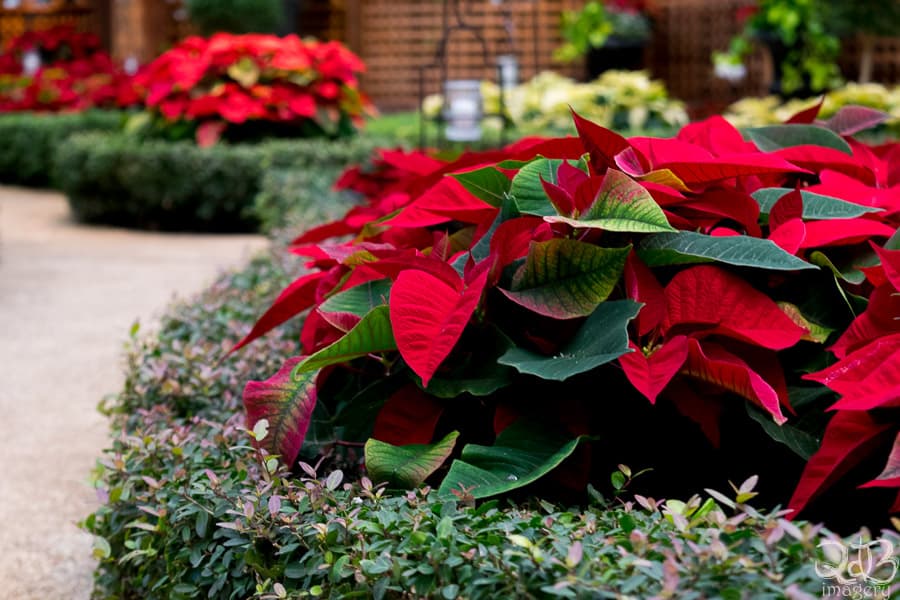 Vibrant red poinsettias at Phipps Conservatory & Botanical Gardens. Photo Credit: Steven Locke