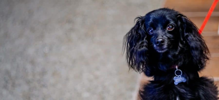 PIT Airport Guide for families: Pittsburgh International Airport Tips: flying with pets