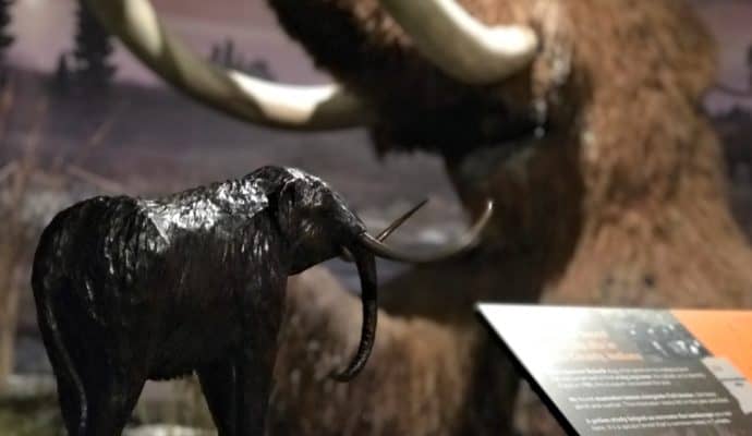 Best Museums in Indianapolis for Families: Indiana State Museum mastodon