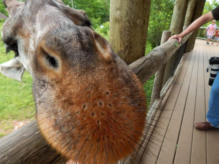 Best outdoor activities in Fort Wayne: Fort Wayne Children's Zoo. 