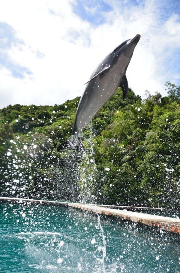 SeaWorld with younger children: dolphin show