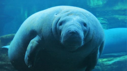 SeaWorld with younger children: manatees