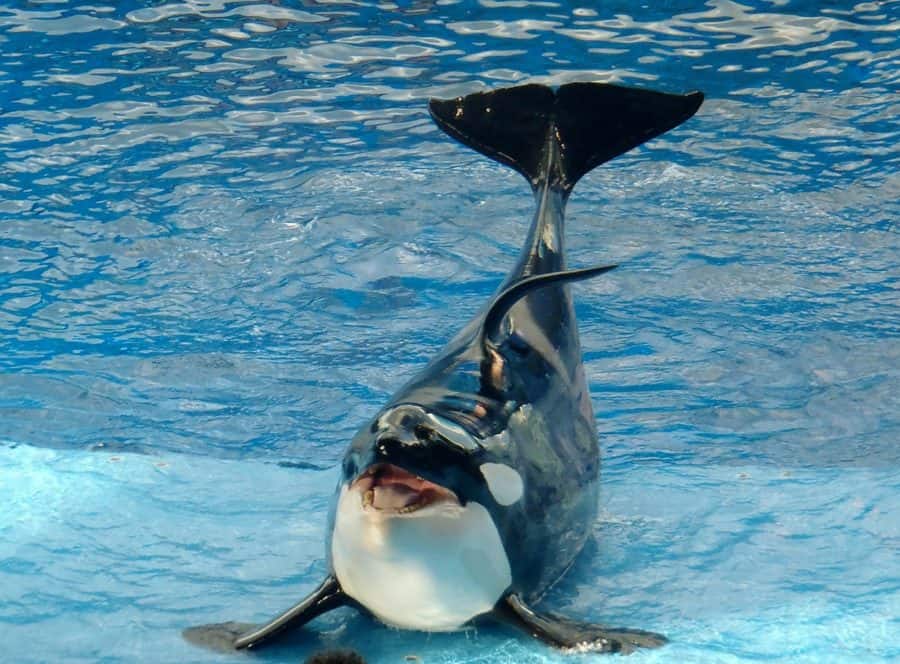 10 Fun Reasons to Visit SeaWorld With Younger Children 1 SeaWorld with younger children: animal conservation and rehabilitation