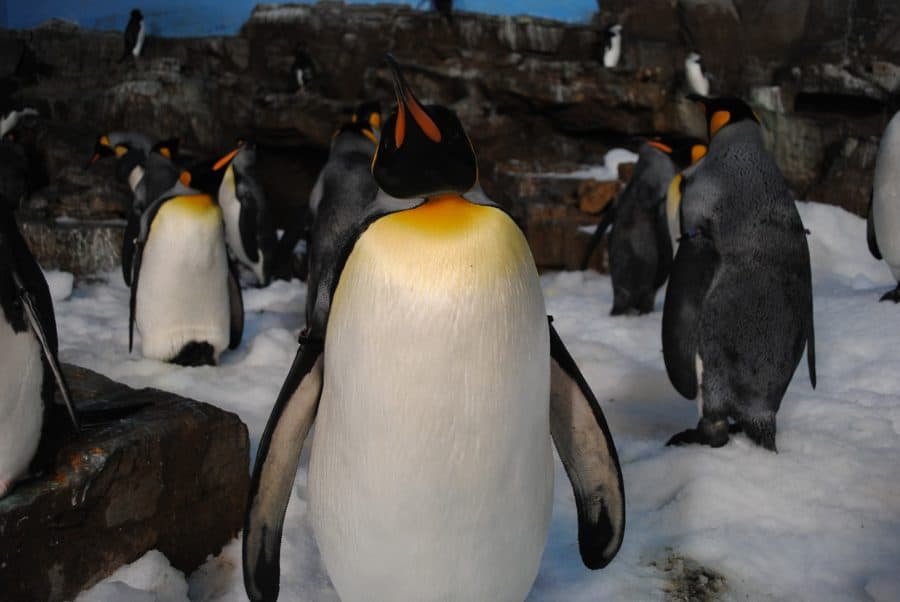 SeaWorld with younger children: penguins