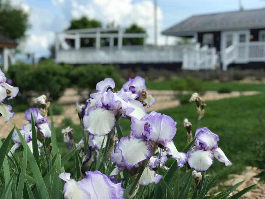 Best Things to Do in Shenandoah Valley, VA: White Oak Lavender Farm