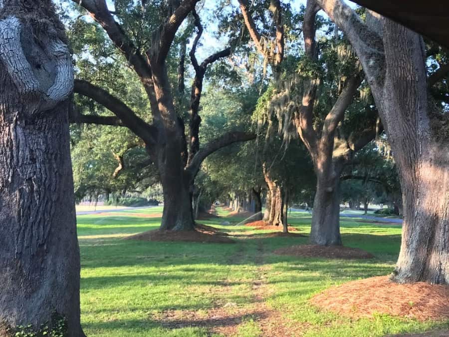 Romantic things to do in St. Simons Island for couples: Avenue of the Oaks