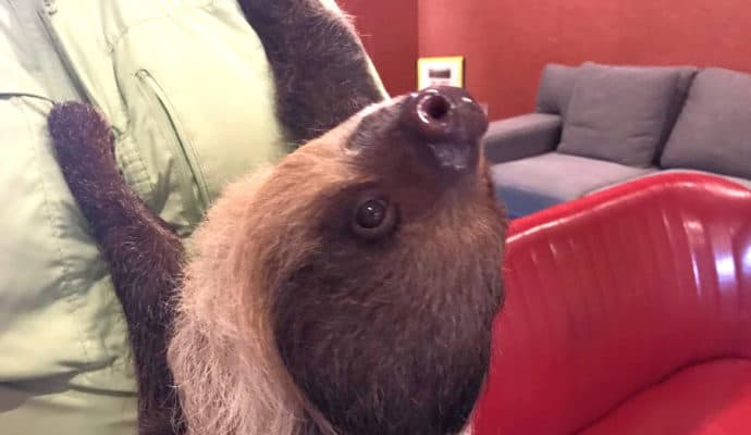 Living Treasures Animal Park Sloth Encounter: Padawn the Sloth