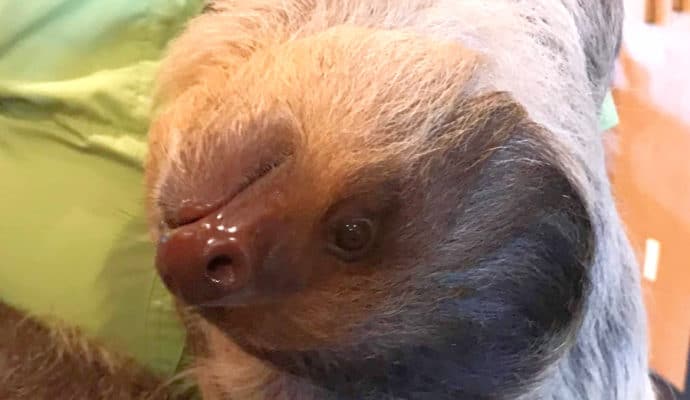 Living Treasures Animal Park Sloth Encounter: Padawan the Juvenile Sloth