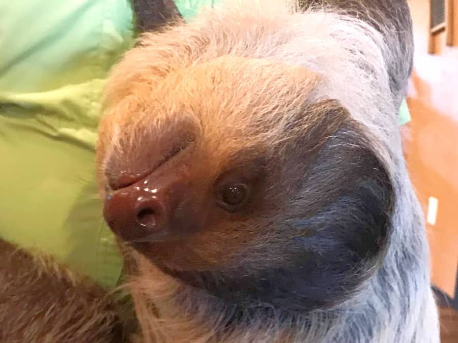 Living Treasures Animal Park Sloth Encounter: Padawan the Juvenile Sloth