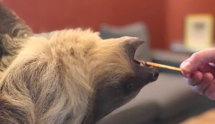 Feeding Padwan, the baby sloth, at Living Treasures Animal Park.