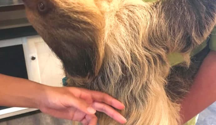 Living Treasures Animal Park Sloth Encounter: Petting Padawan