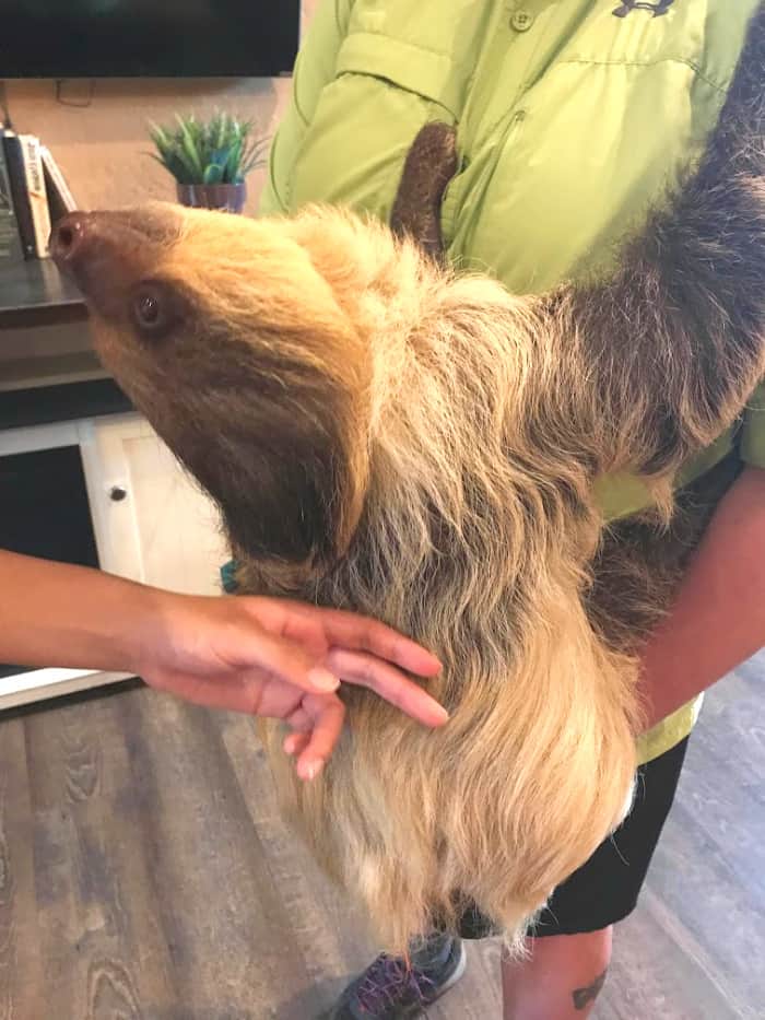 Living Treasures Animal Park Sloth Encounter: Petting Padawan