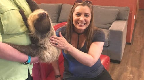 Living Treasures Sloth Encounter: Petting Padawan