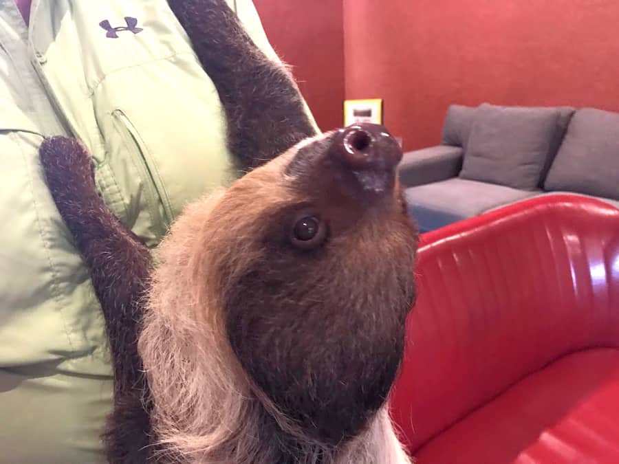 Living Treasures Animal Park Sloth Encounter: Padawn the Sloth