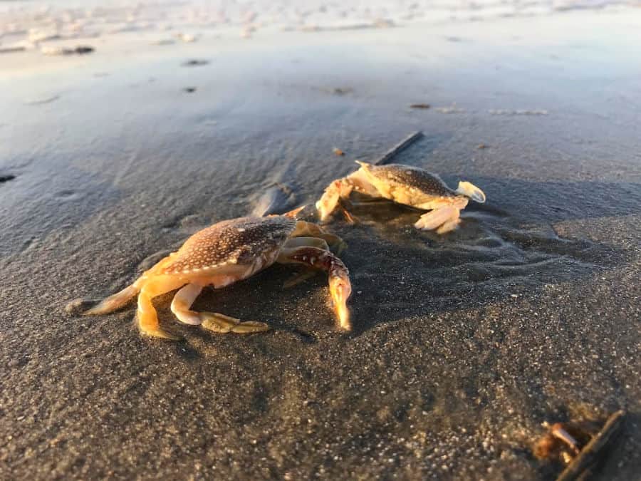 Romantic things to do in St. Simons Island for couples: beachcombing