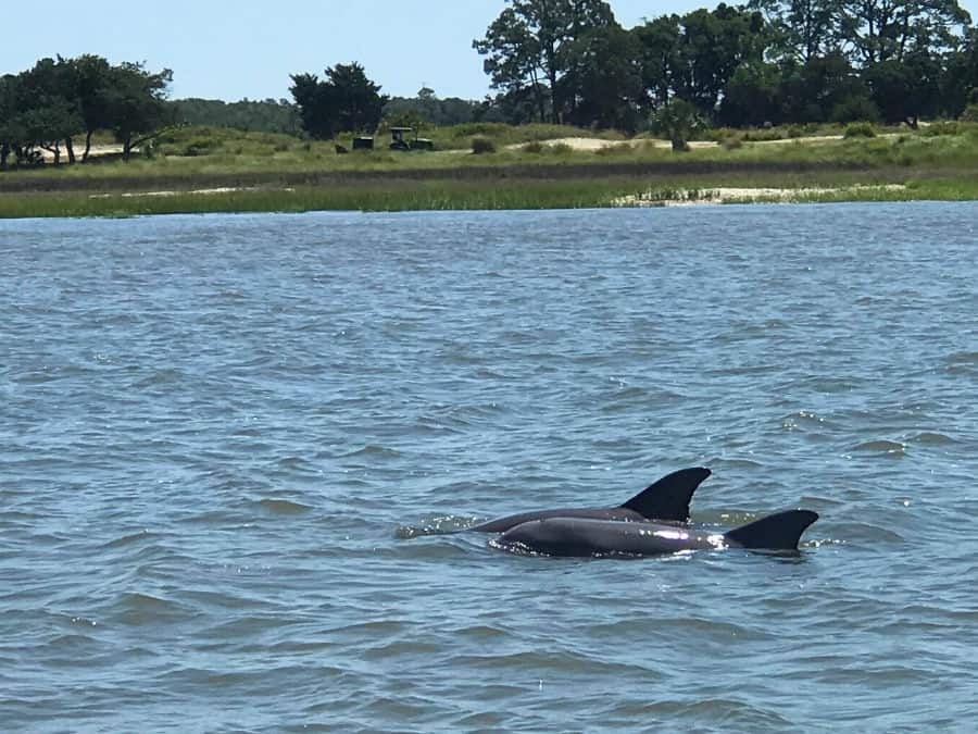 Romantic things to do in St. Simons Island for couples: dolphin watching boat tours