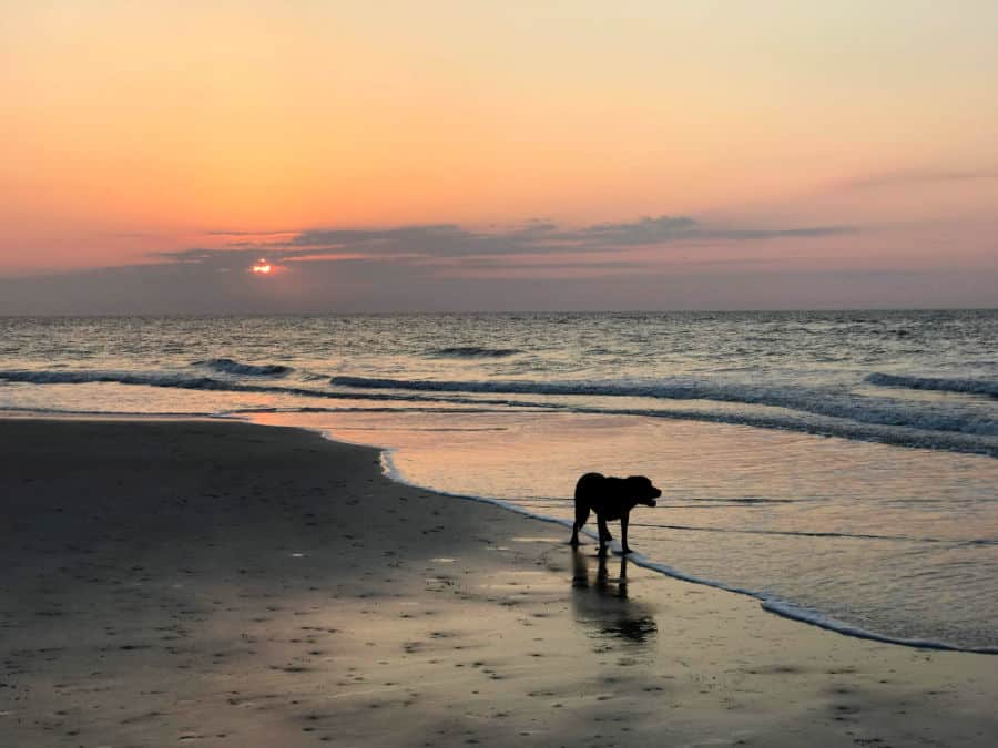 Romantic things to do in St. Simons Island for couples: sunrise pet walks