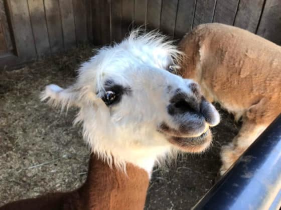 Best things to do in Massanutten resort in summer: petting farm