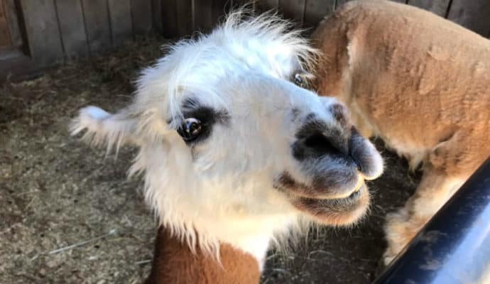 Best things to do in Massanutten resort in summer: petting farm