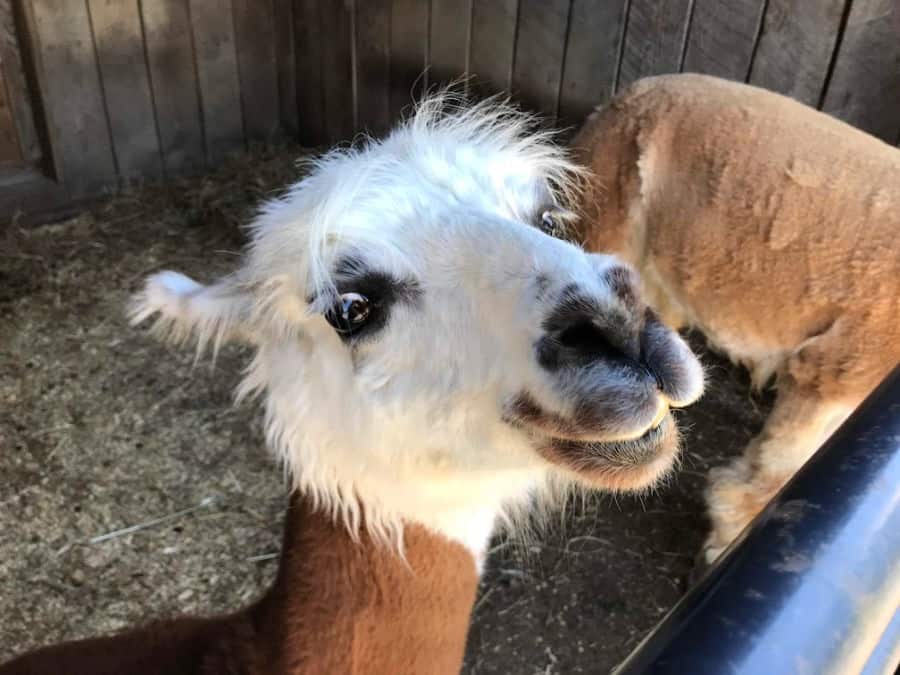 Best things to do in Massanutten resort in summer: petting farm