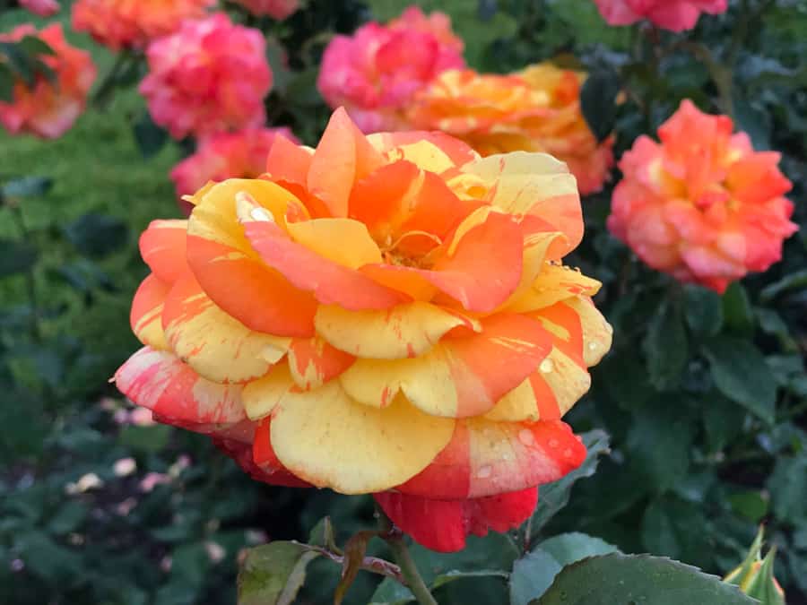 Sweetest things to do in Hershey, PA, for families: Hershey Gardens Rose Garden